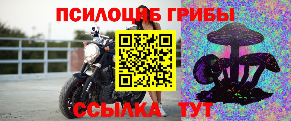 Галлюциногенные грибы Psilocybe Большой Камень